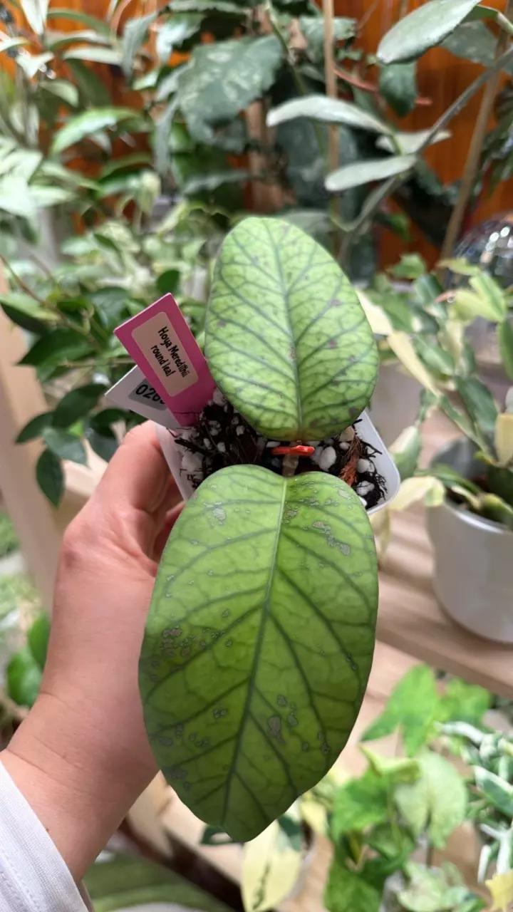 0263 Hoya Meredithii Round leaf thumbnail