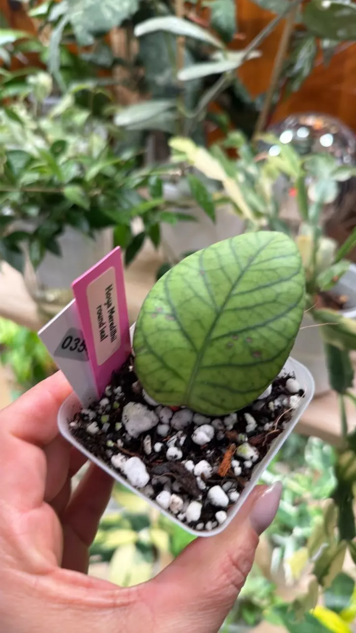 0354 Hoya Meredithii round leaf thumbnail