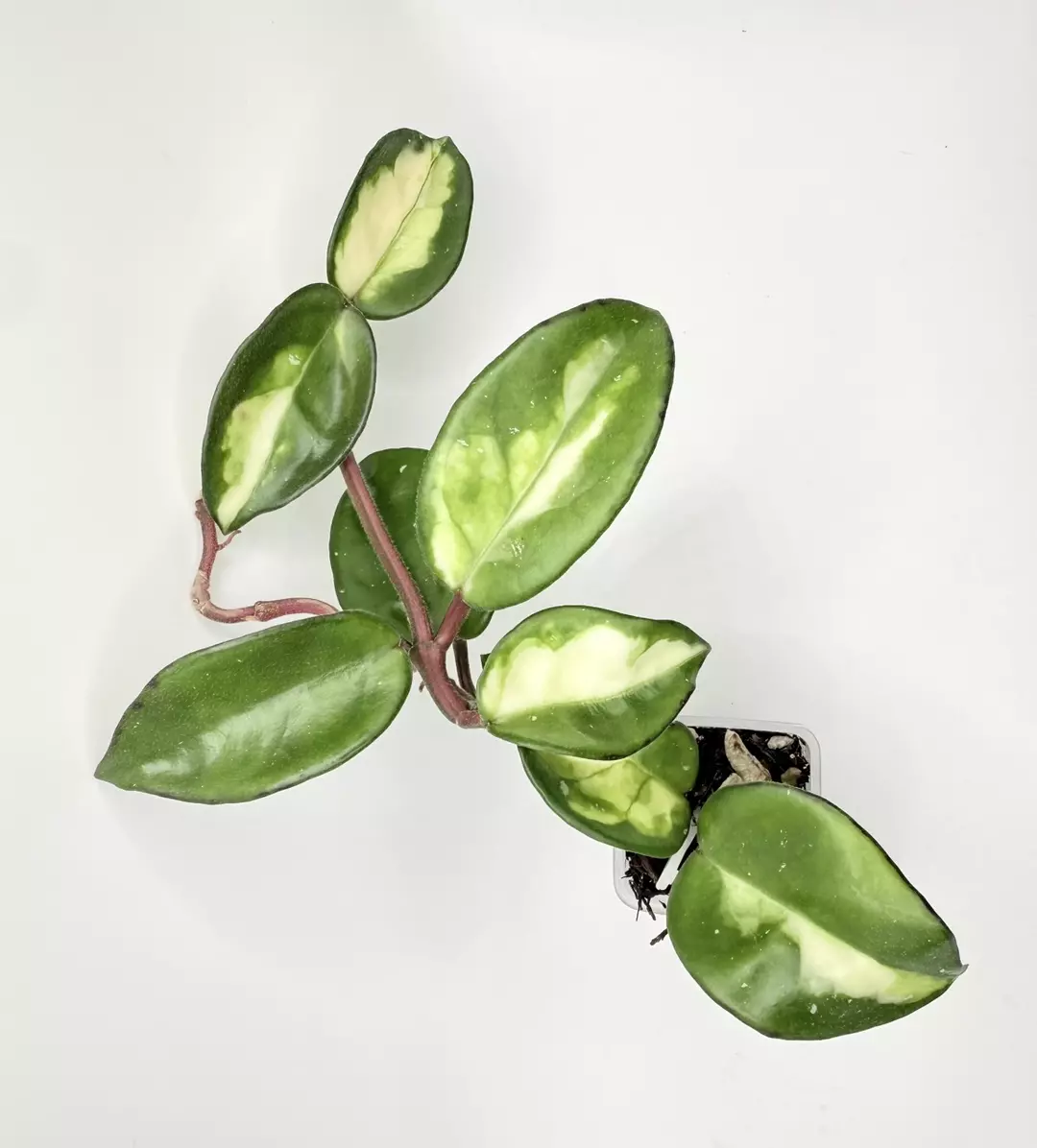 Hoya Medio Picta (rooted) thumbnail