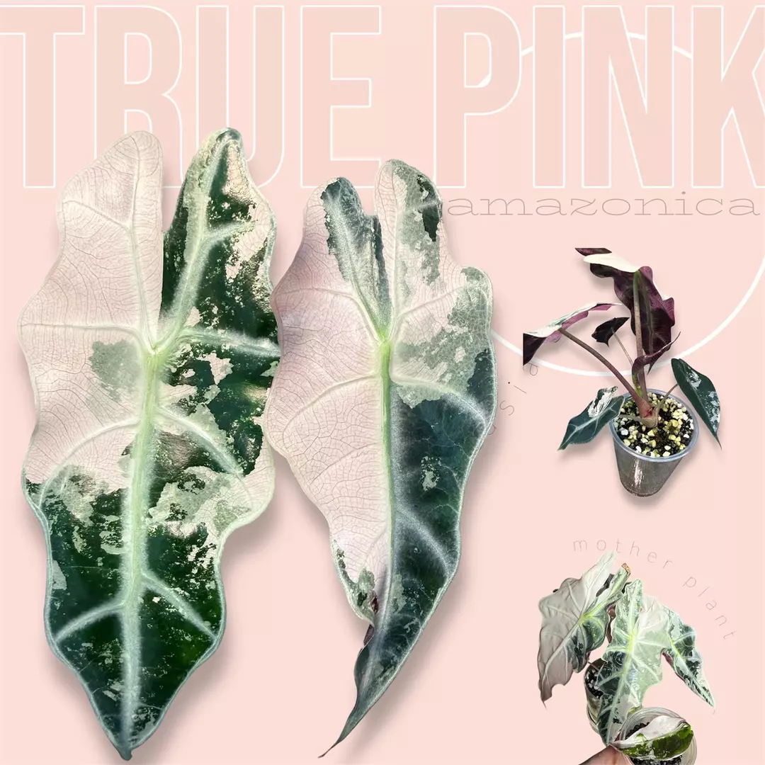Pink amazonica - true pink - variegated alocasia thumbnail