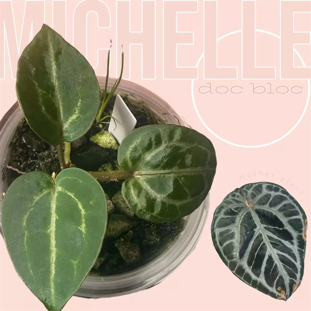 Doc block “Michelle” anthurium thumbnail