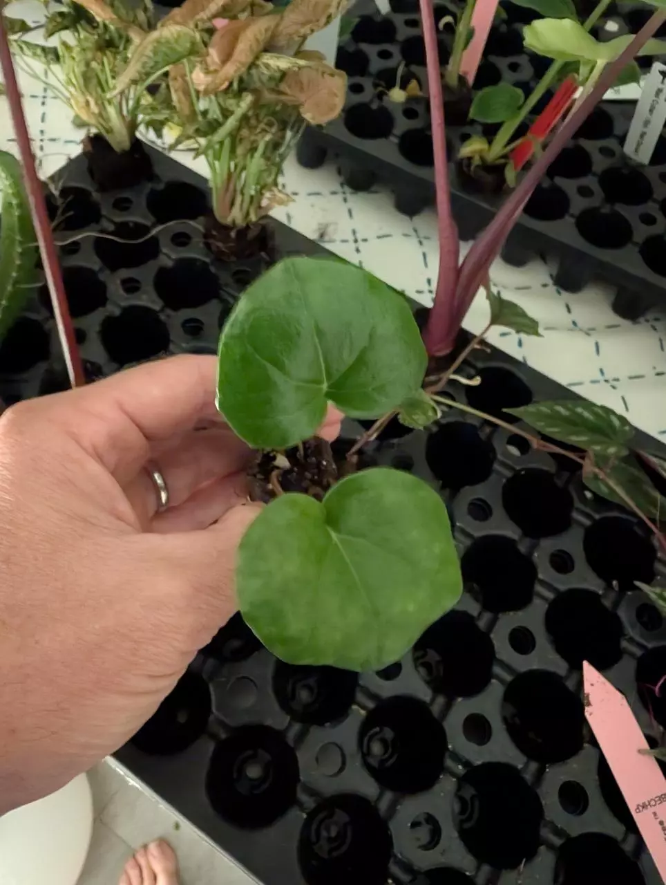 Farfugium Giagantia thumbnail