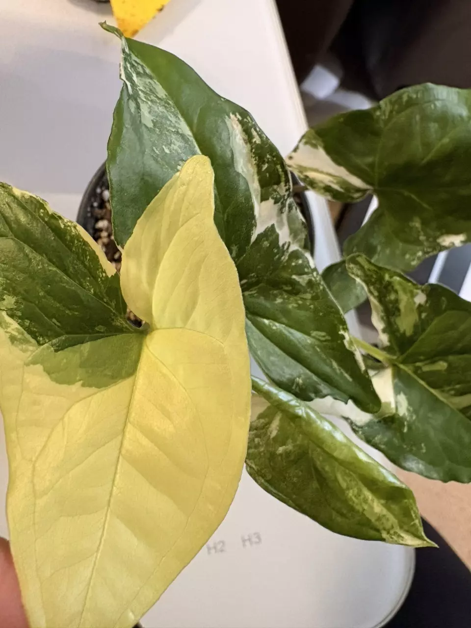 Syngonium podophyllum ‘Albo Variegatum thumbnail