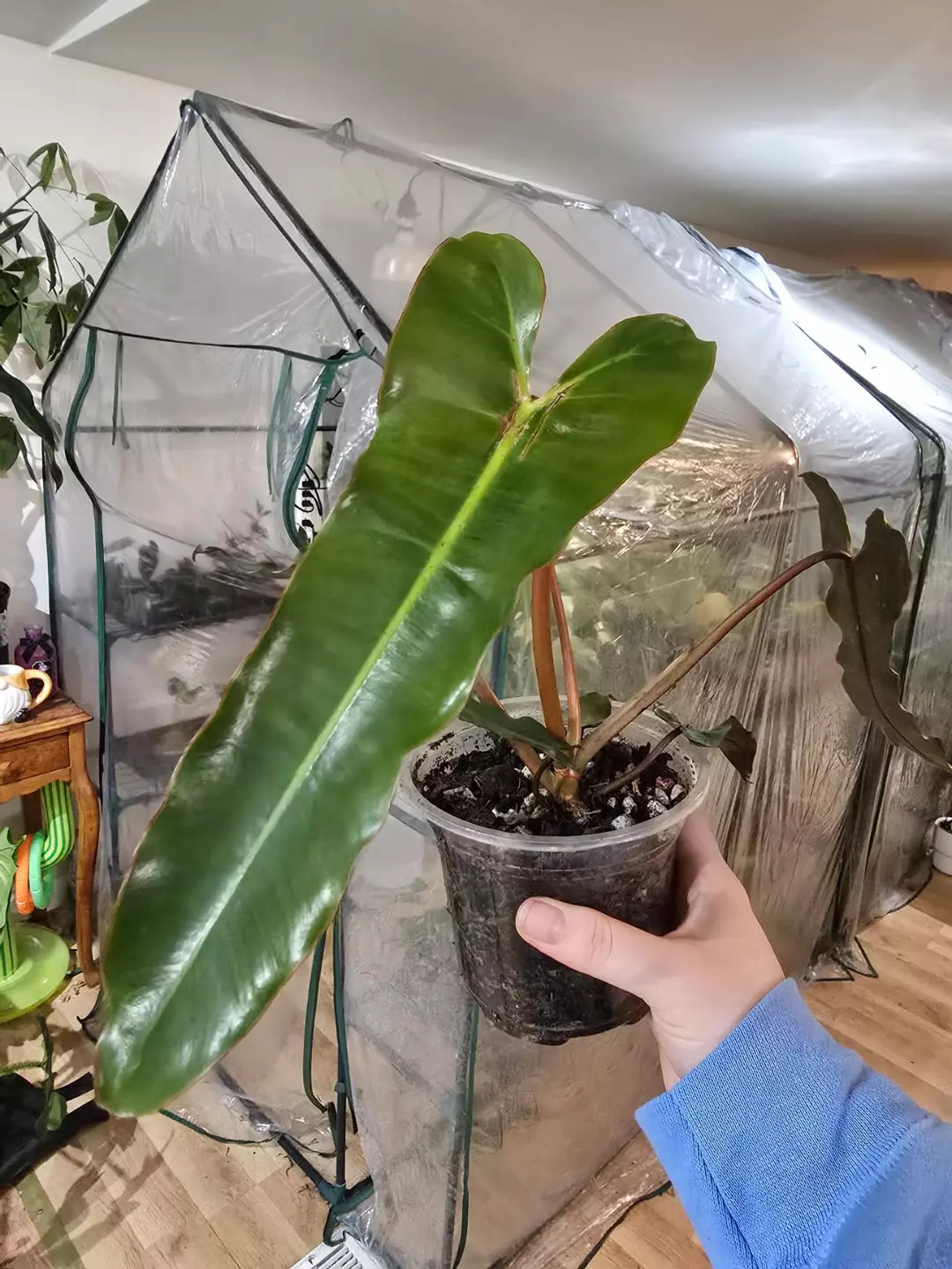 Philodendron Billietiae thumbnail