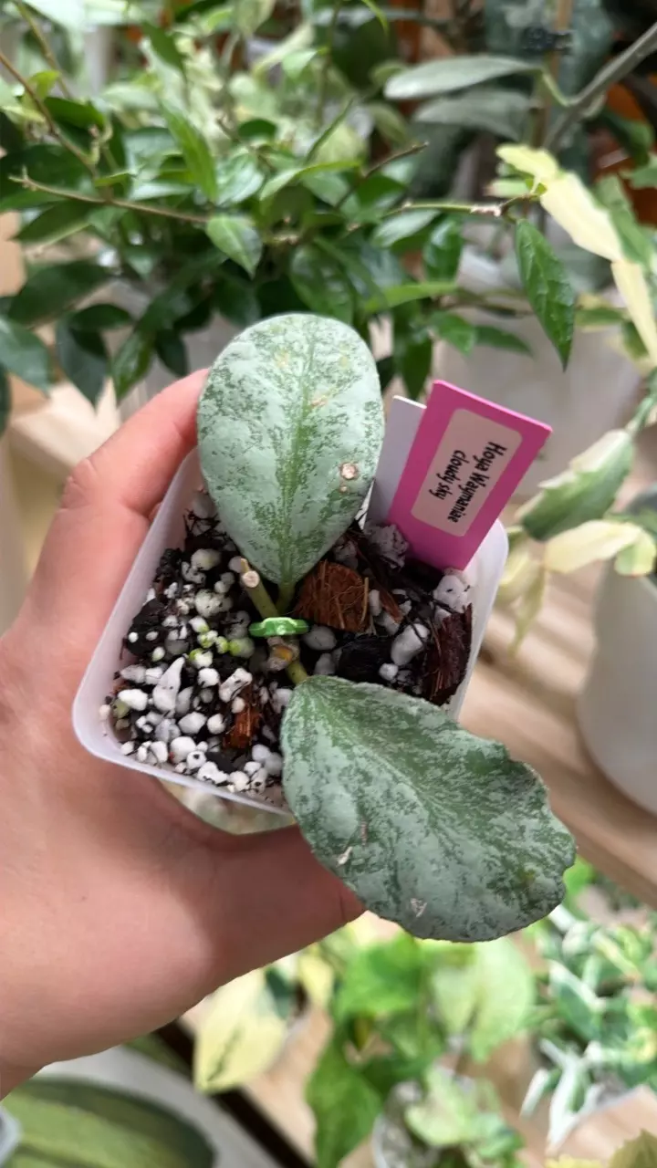 0399 Hoya Waymaniae cloudy sky thumbnail