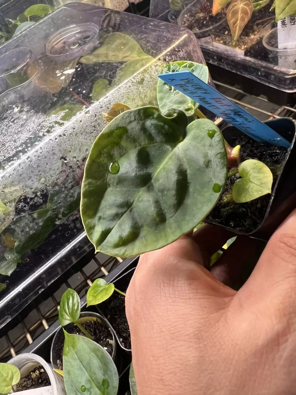 Anthurium BVEP × Dark Phoenix x black  Mag F2 "Burpy" x RC thumbnail