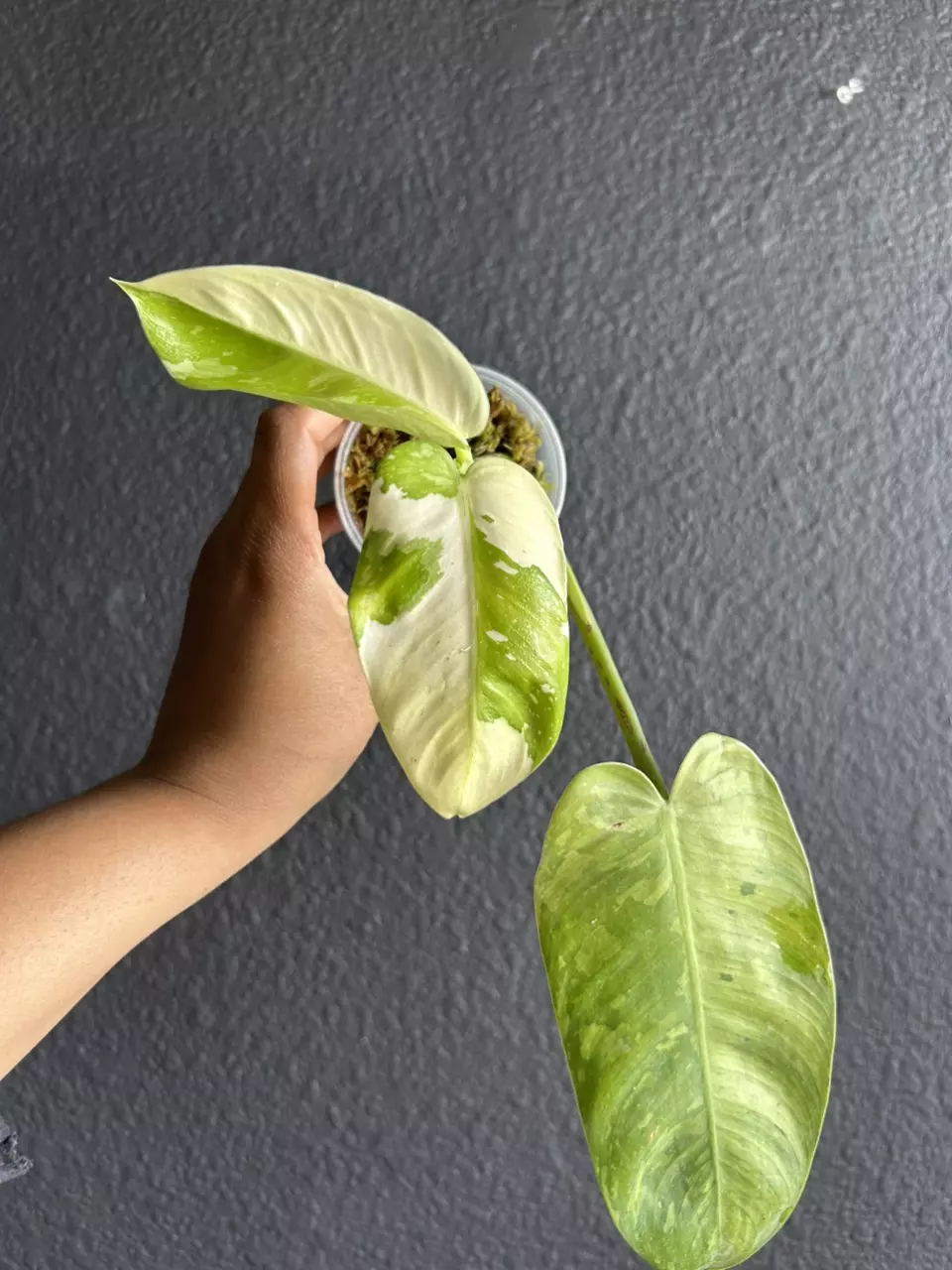 Philodendron Jose Buono thumbnail