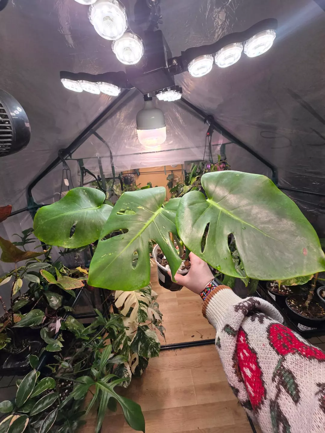 Mint Monstera thumbnail