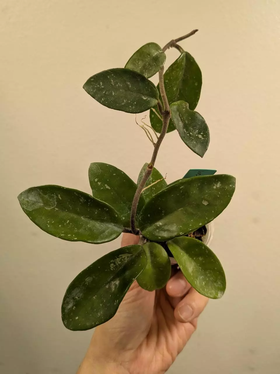 #1033 Hoya wildflower thumbnail