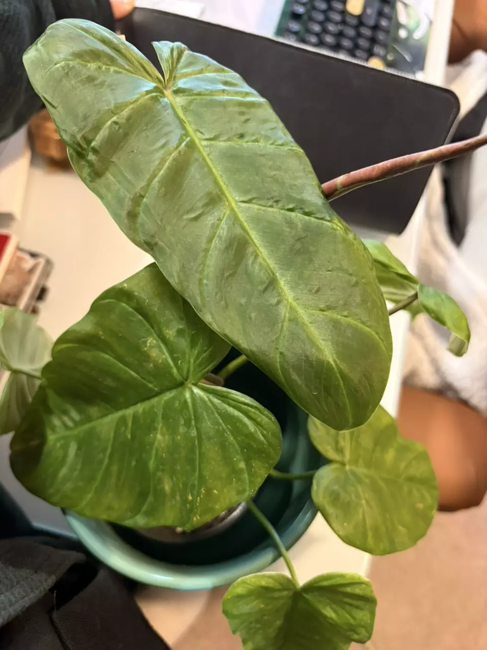 Philodendron esmeraldense hybrid (verrucosum) thumbnail