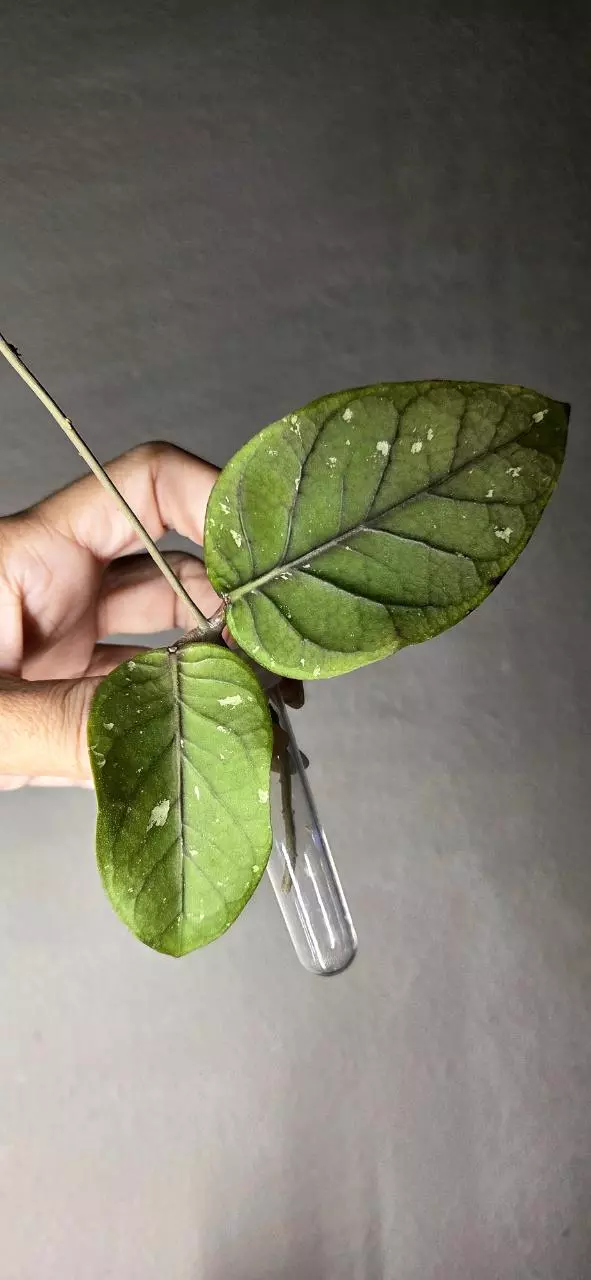 Hoya sp Gayo Lues NAPC008 thumbnail