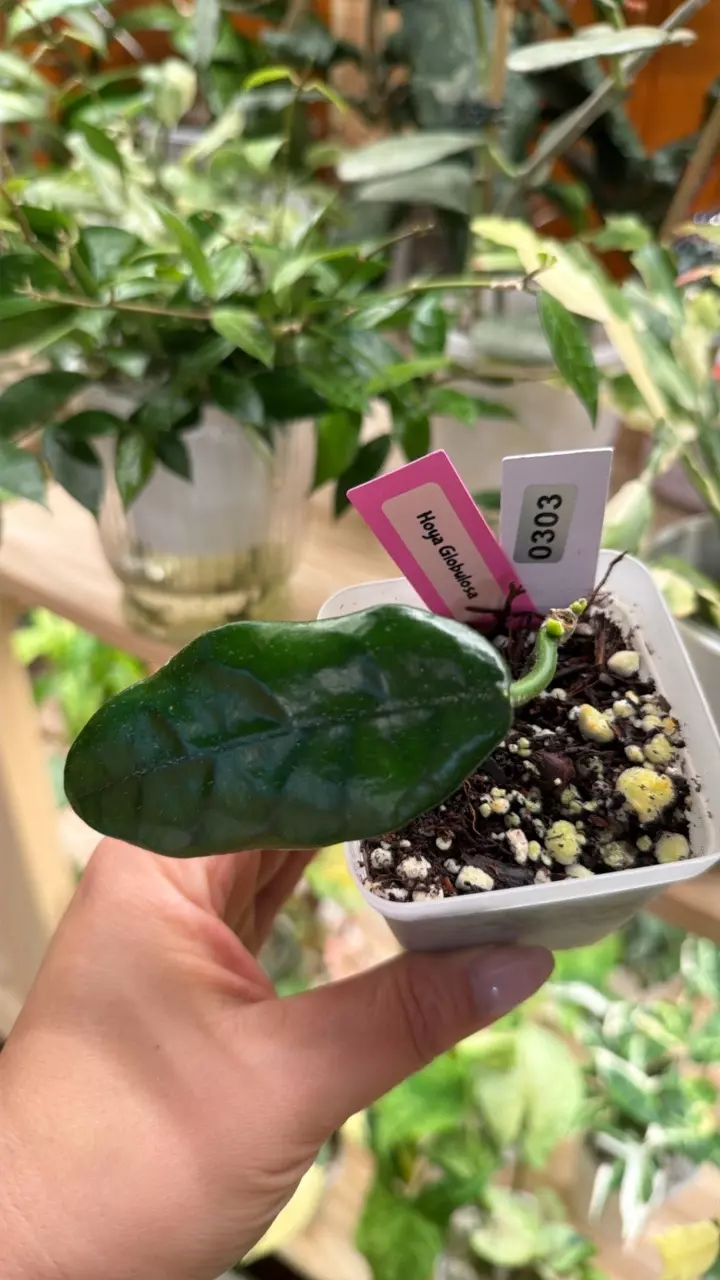 0303 Hpya globulosa thumbnail