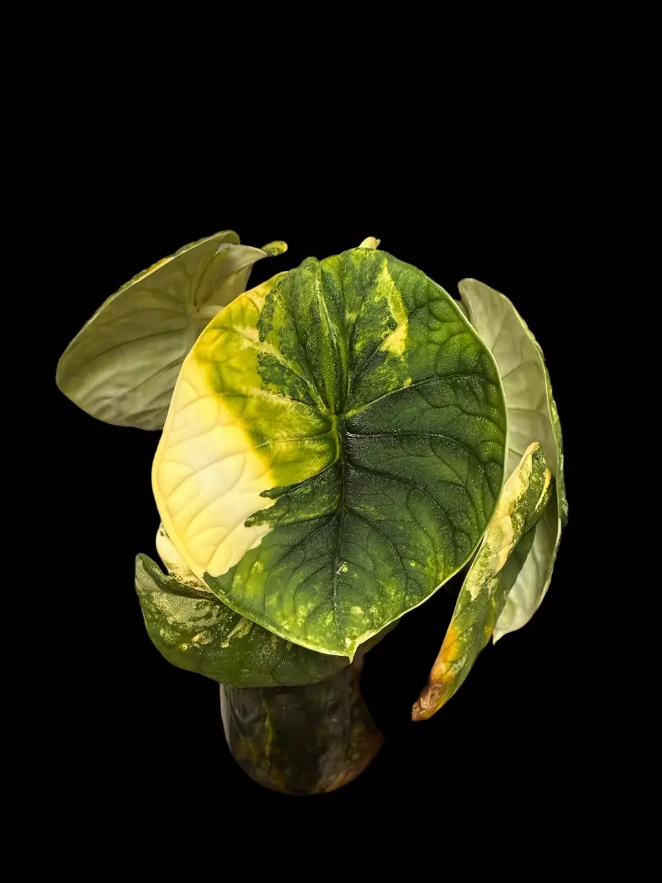 Melo Tricolor CORM🔥🔥🔥 thumbnail