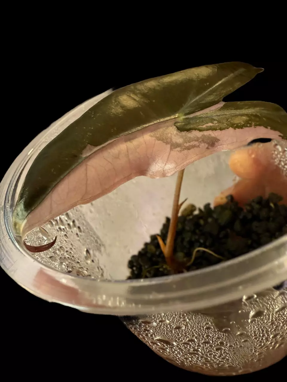 Pink Nobilis Thai version thumbnail