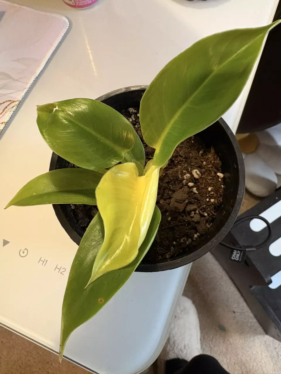 Moonlight Philodendron thumbnail