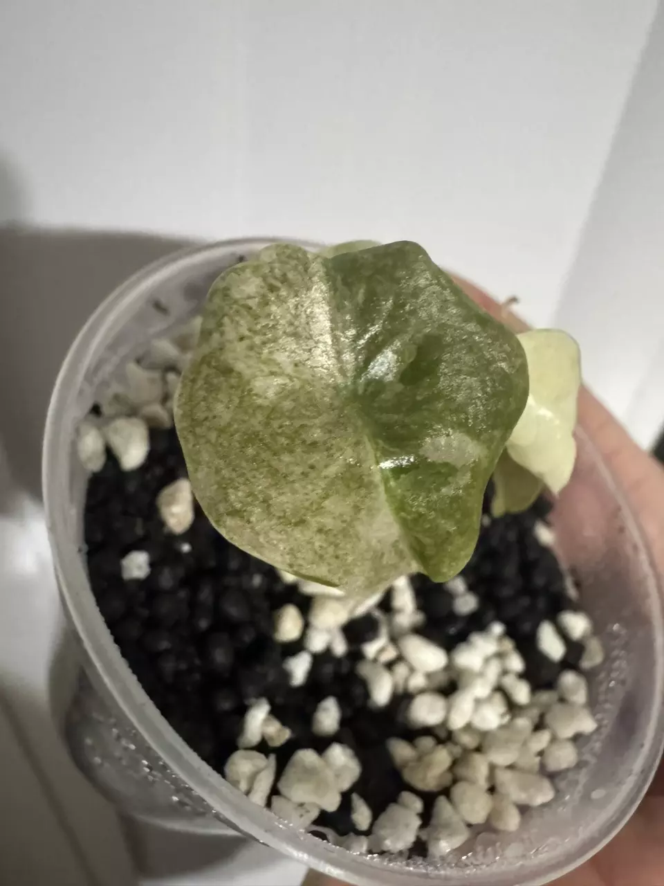 Pink mint cuprea from TC thumbnail