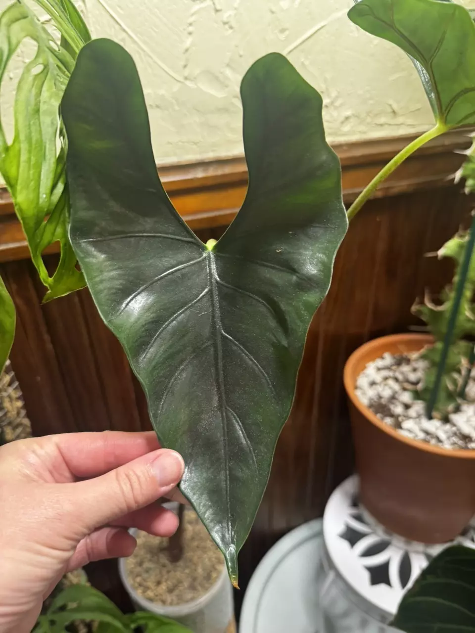 Alocasia Purple Cloak thumbnail