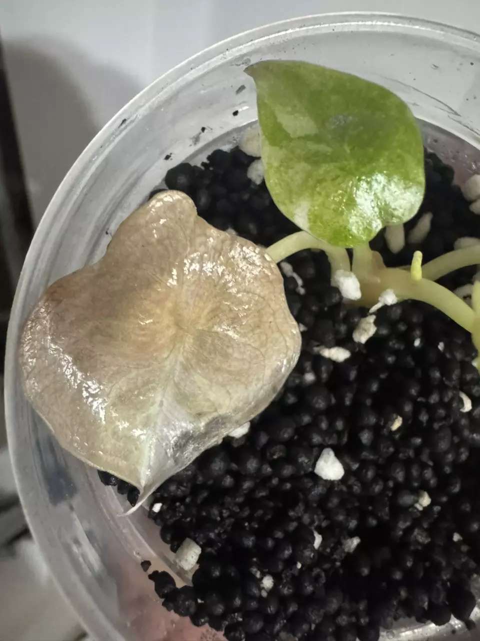 Pink cuprea from TC I believe it’s mint also! thumbnail