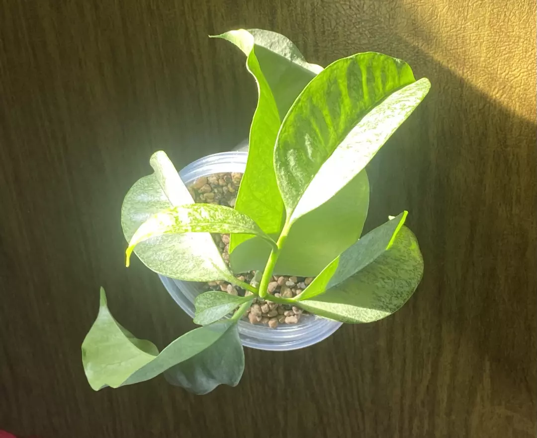 Hoya Multiflora “WonderPhil” thumbnail