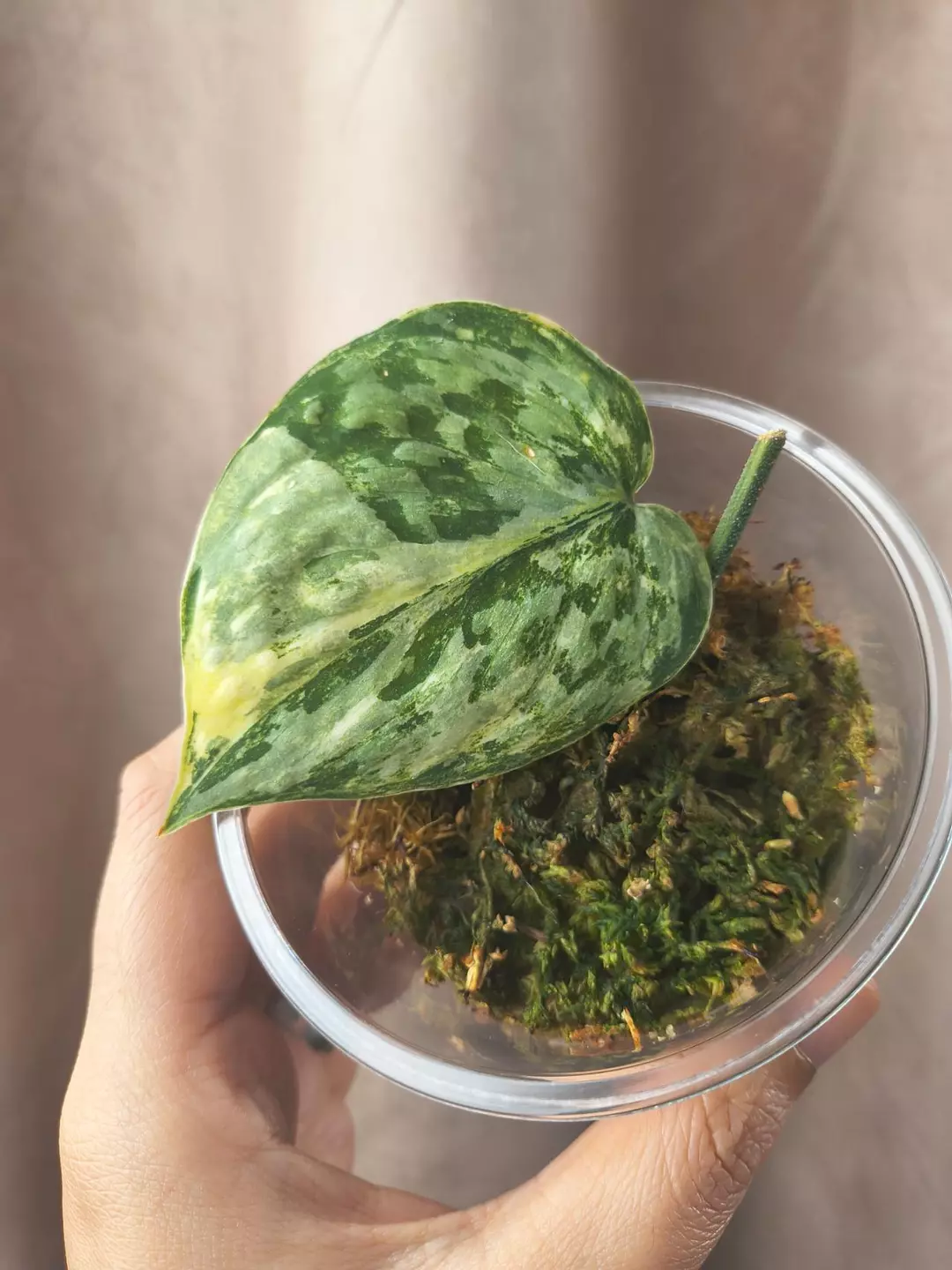 Exal (silver splash tricolor variant?) thumbnail