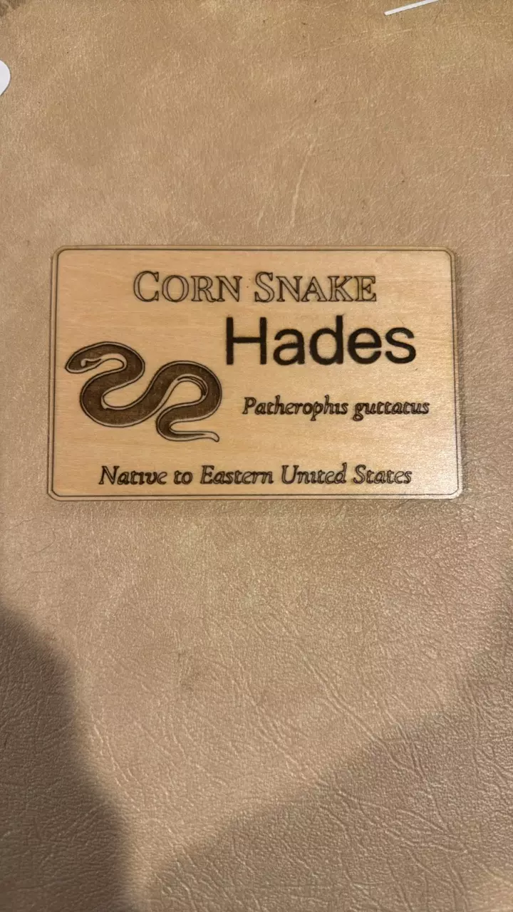 Corn Snake Plaque thumbnail