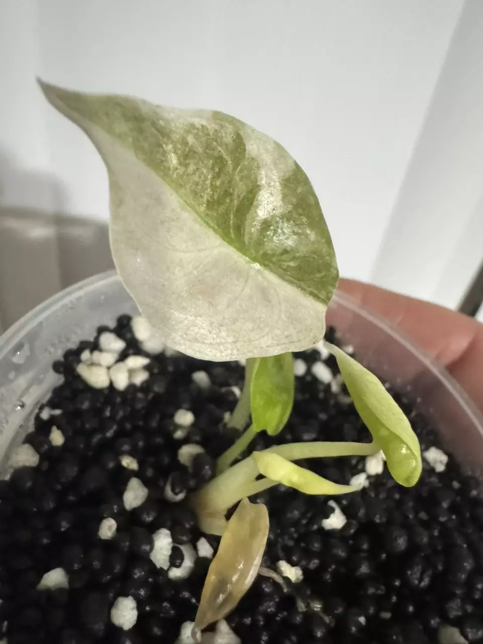 Pink mint cuprea from TC RESERVED FOR LISA ONLY!!! thumbnail