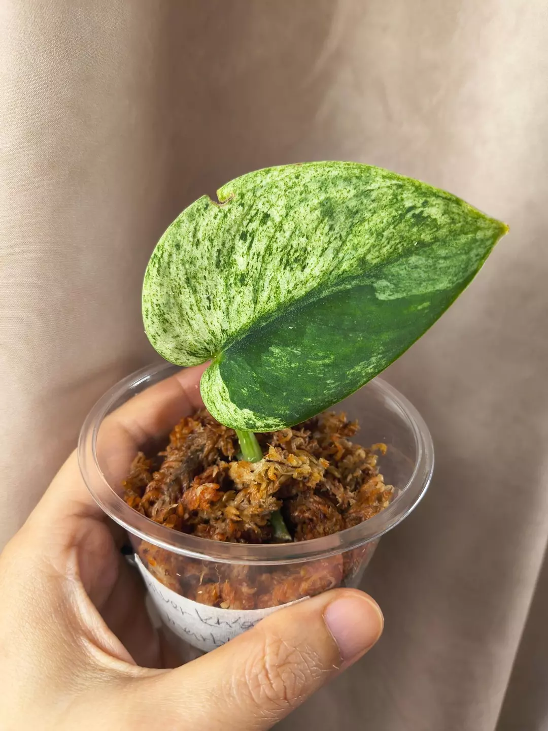 Silver Knight Marble Tricolor thumbnail