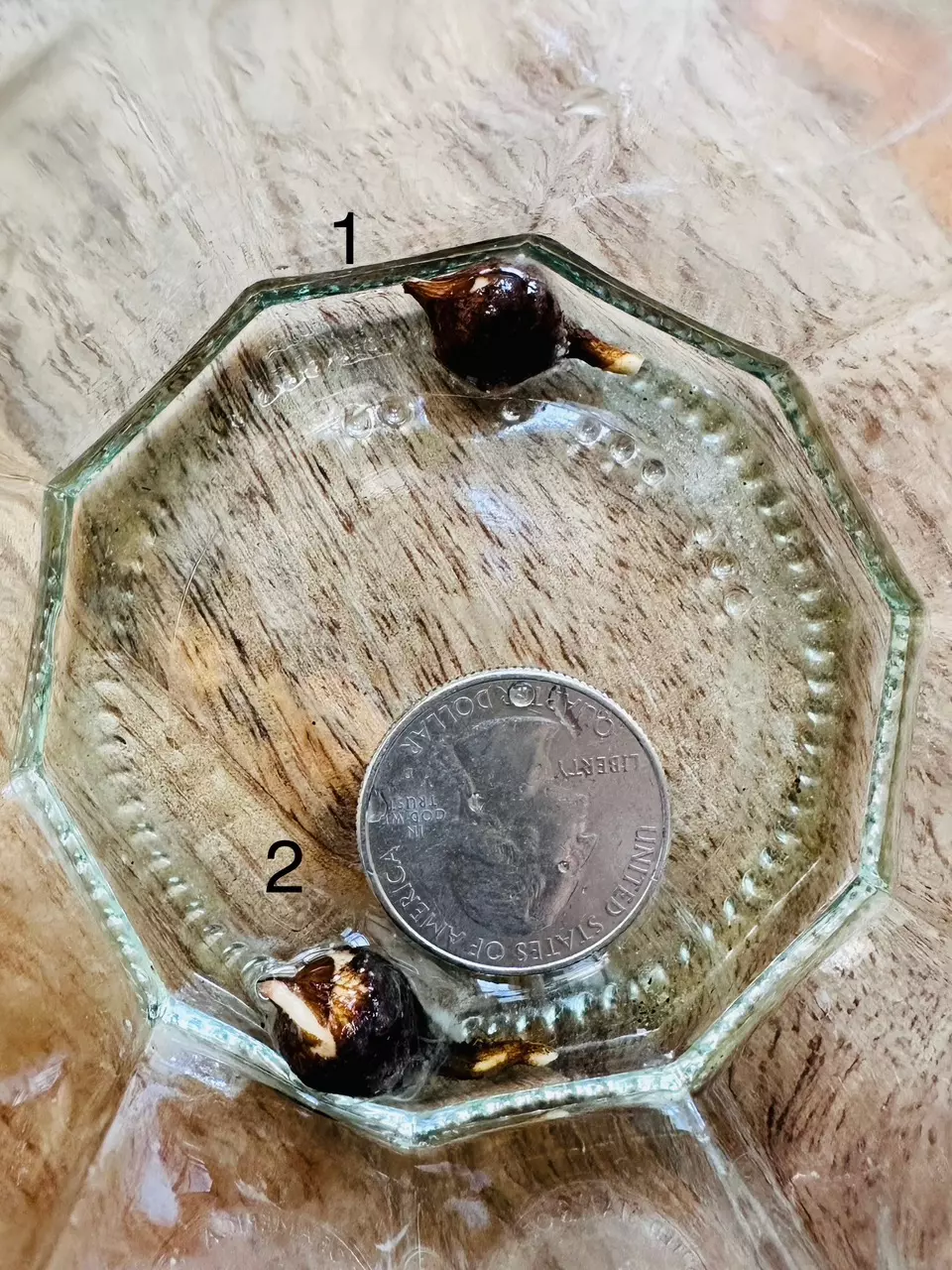 Alocasia Yucatán Princess Tricolor CORM (2) thumbnail