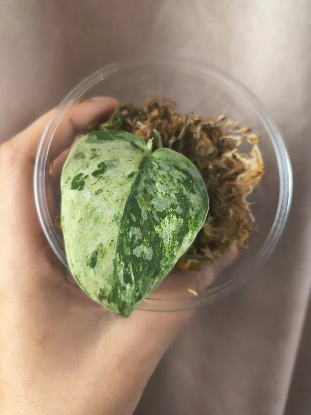 Argy white crocodile thumbnail