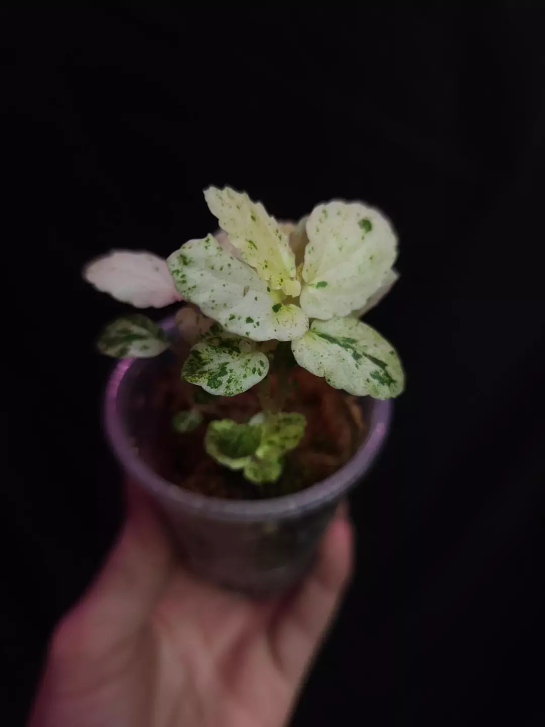 Pellionia Repens Variegated thumbnail