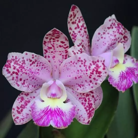 Cattleya schilleriana X Cruzeiro Do Sul - bloming  size brazilian orchid plant thumbnail