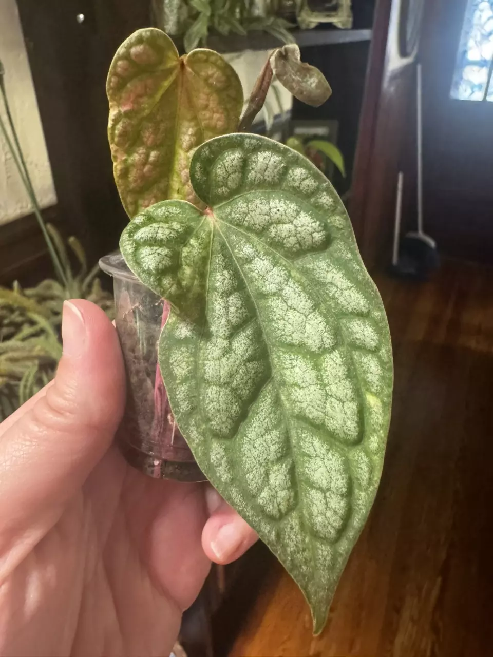 Variegated Piper Sylvaticum thumbnail