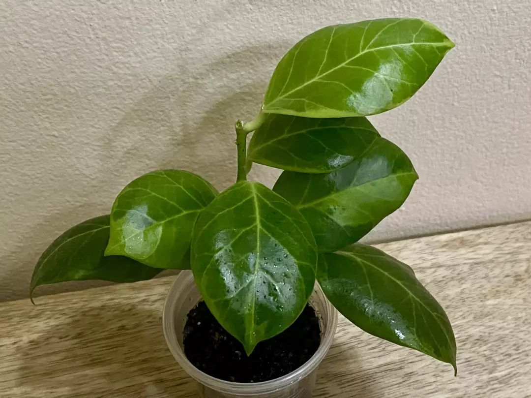 Hoya Obscura Variegated thumbnail