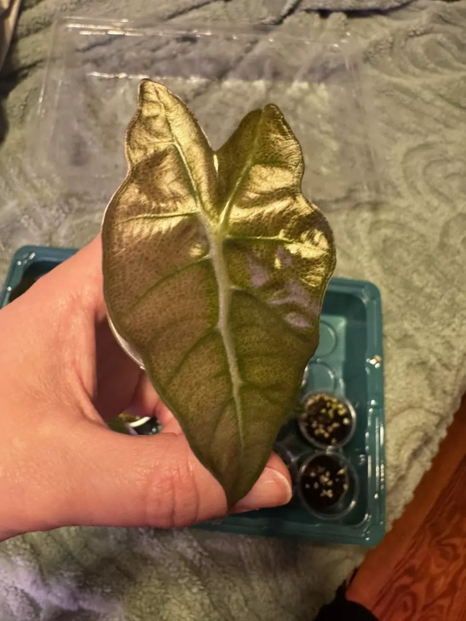 Alocasia Pink Mint Amazonica thumbnail