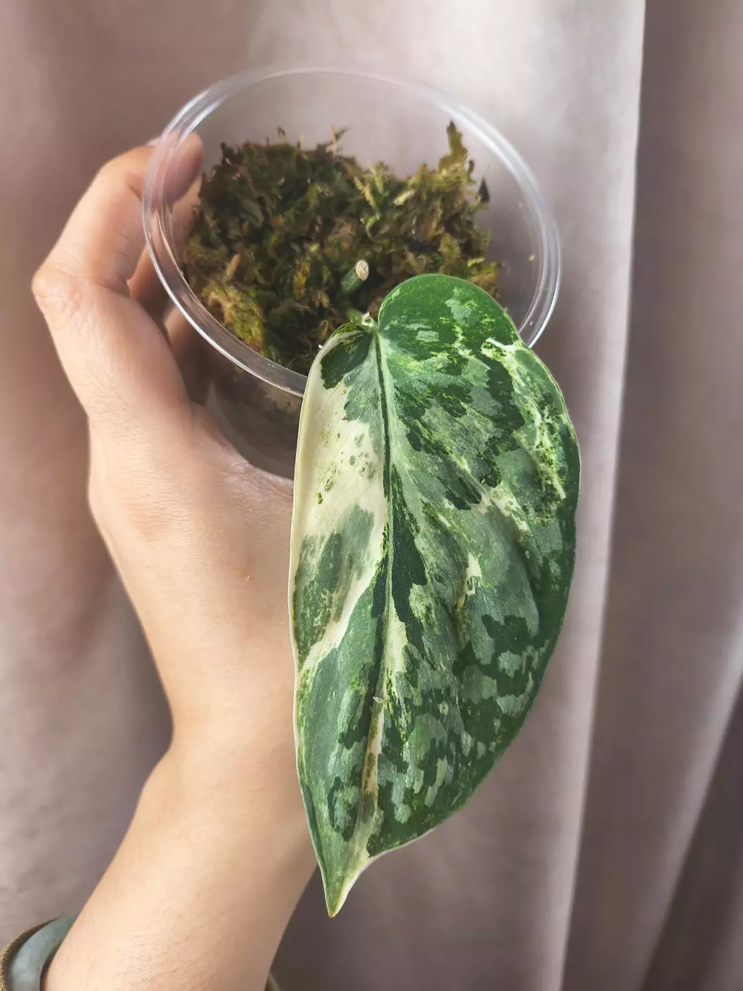 Exotica White crystal thumbnail