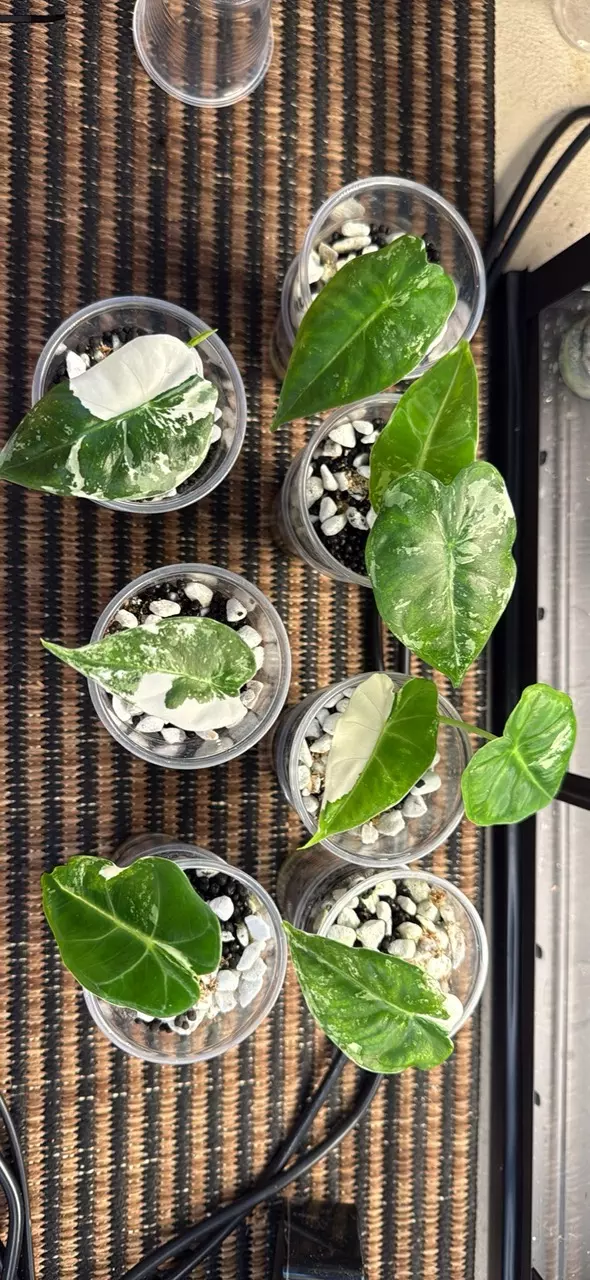 Alocasia frydek pups thumbnail