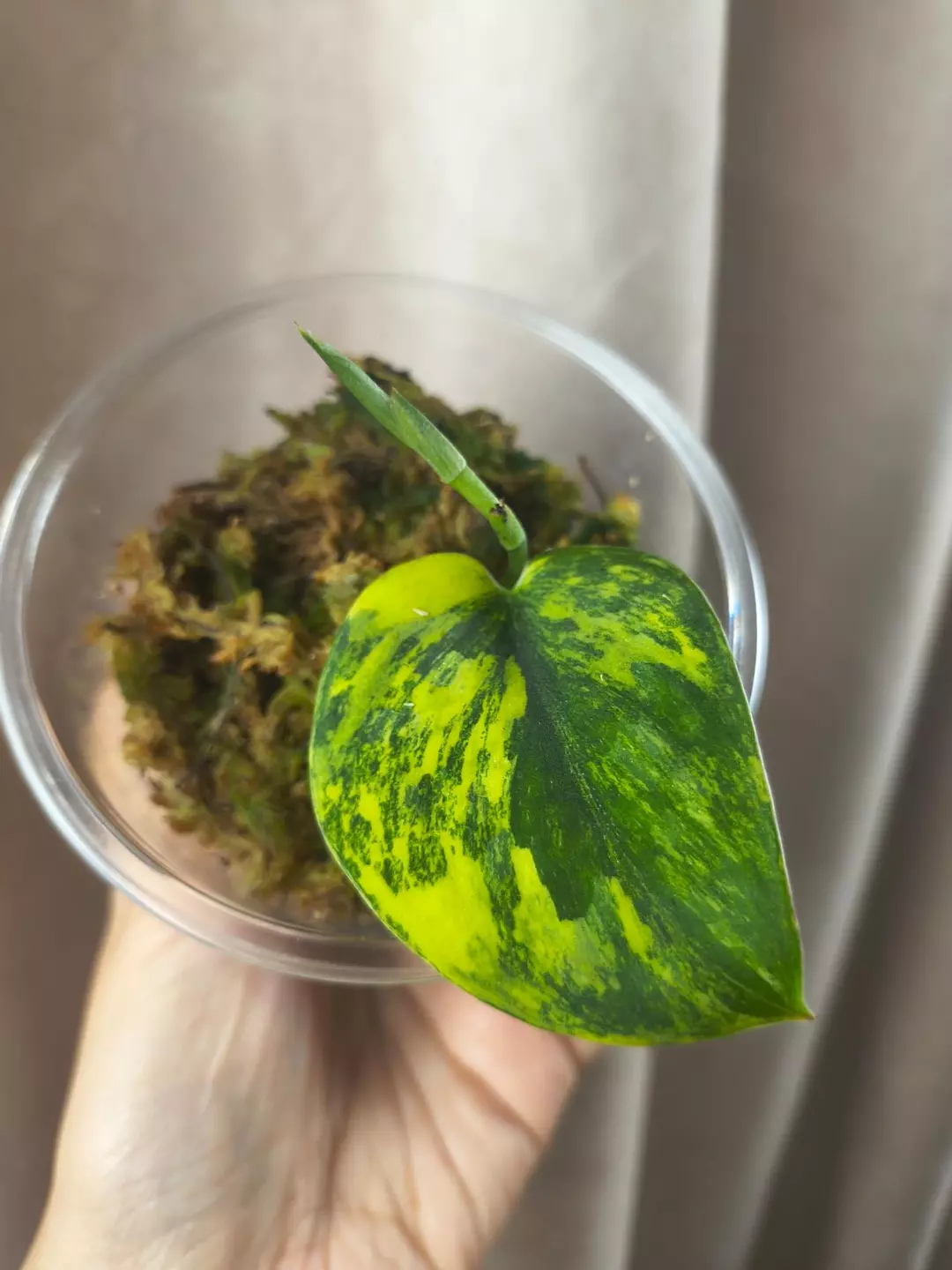 Green diamond 3 nodes thumbnail