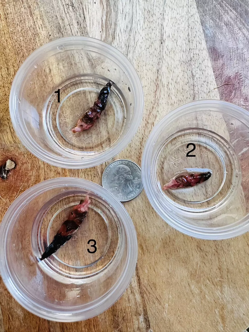 Alocasia Pink Dragon Albo/Pink From Low Variegation Mother thumbnail