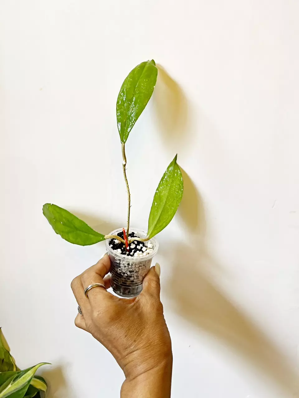 🎋 Hoya Ranauensis *newly rooted thumbnail