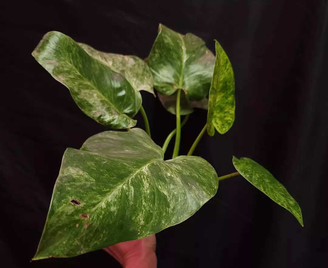 Philodendron Giganteum Blizzard thumbnail