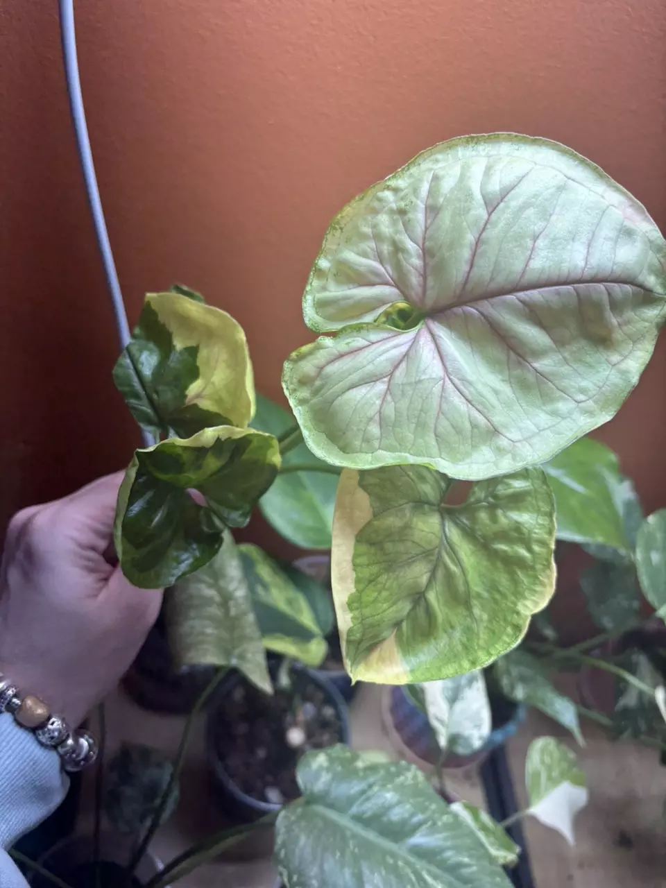 Mature Syngonium Orm Thong thumbnail