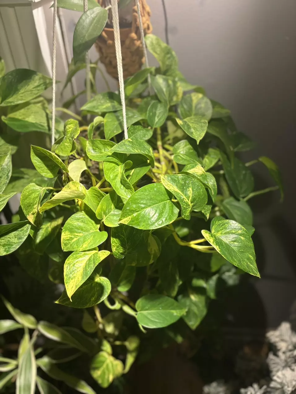 Mature Hawaiian Pothos thumbnail