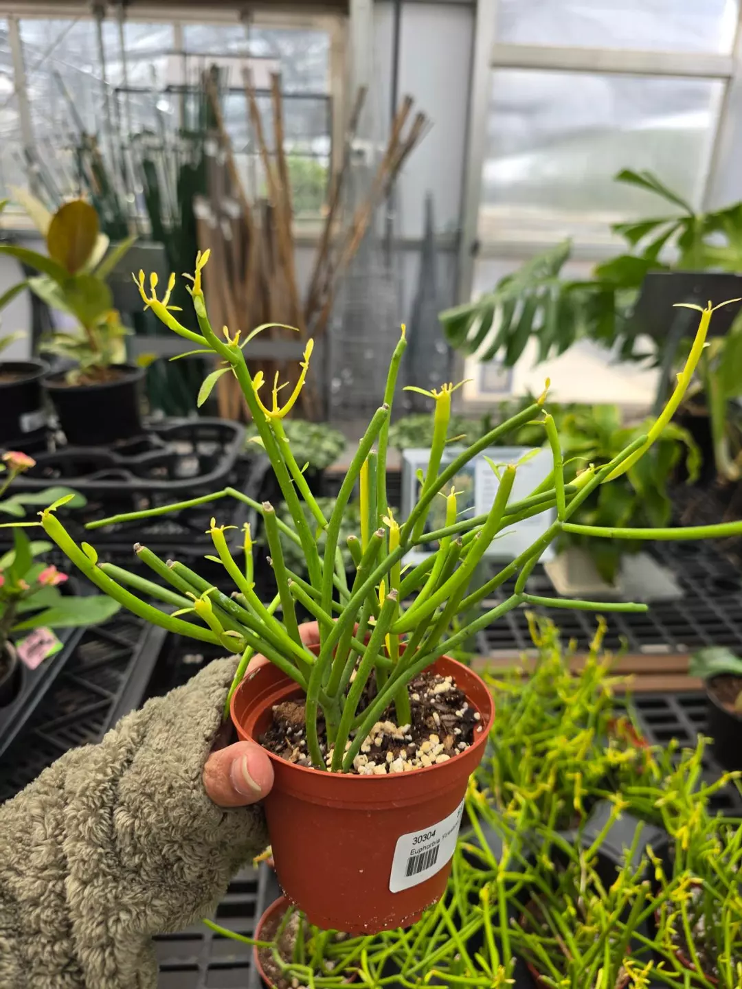 Euphorbia 'Firesticks' Pencil Cactus 4in thumbnail