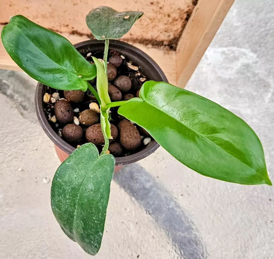 💥Philodendron NoID💥 thumbnail