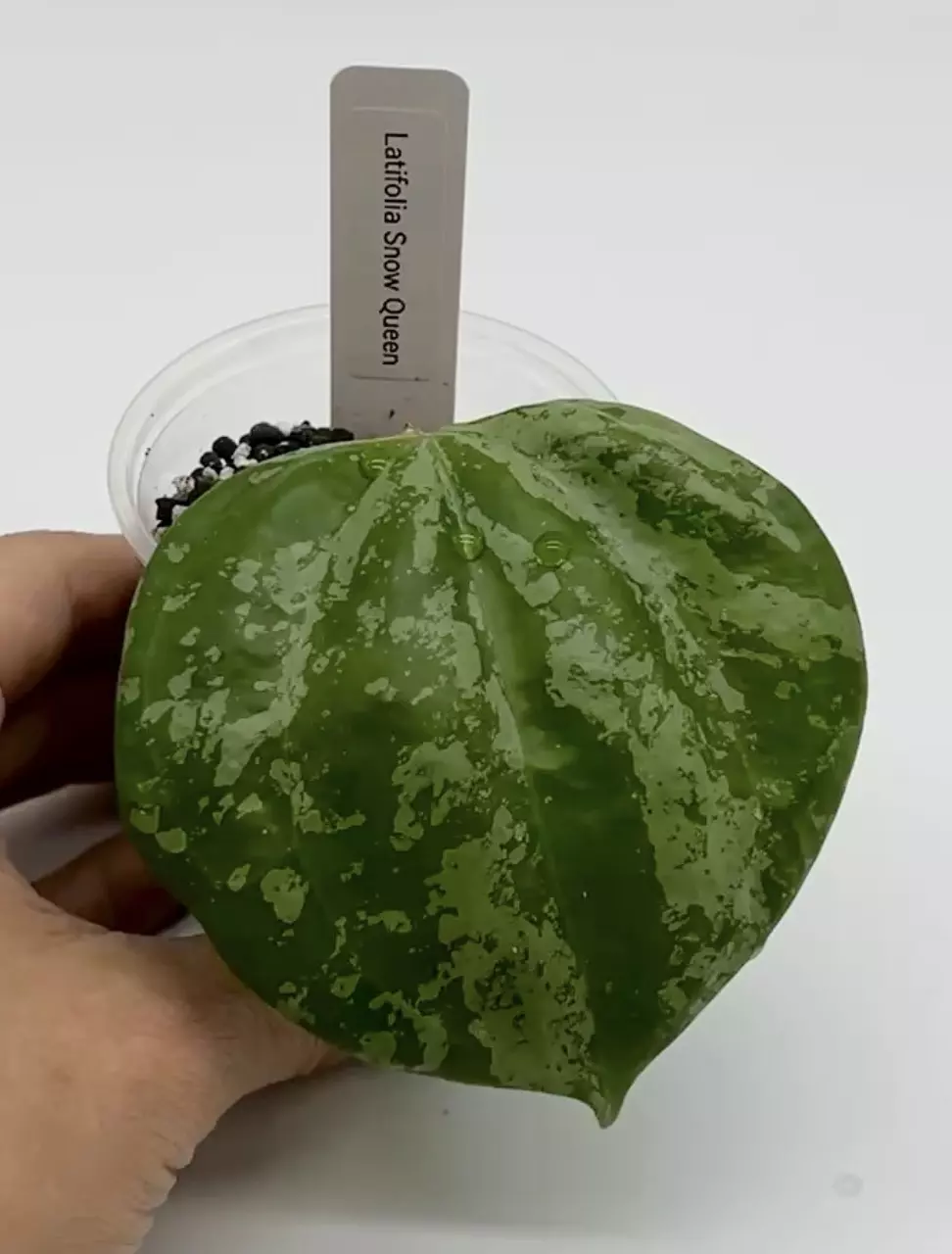 Hoya Latifolia Snow Queen thumbnail