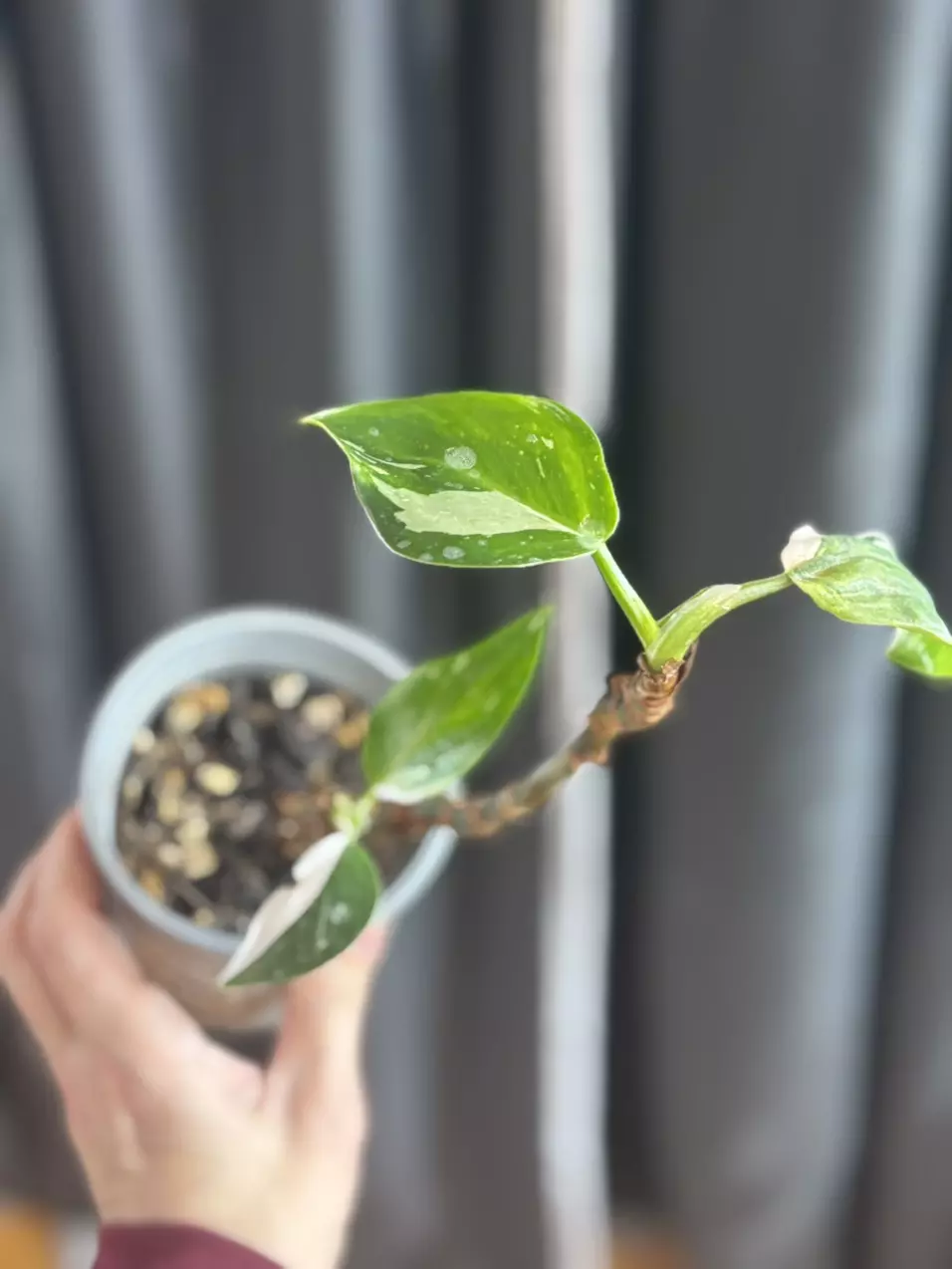 White Wizard Philo thumbnail