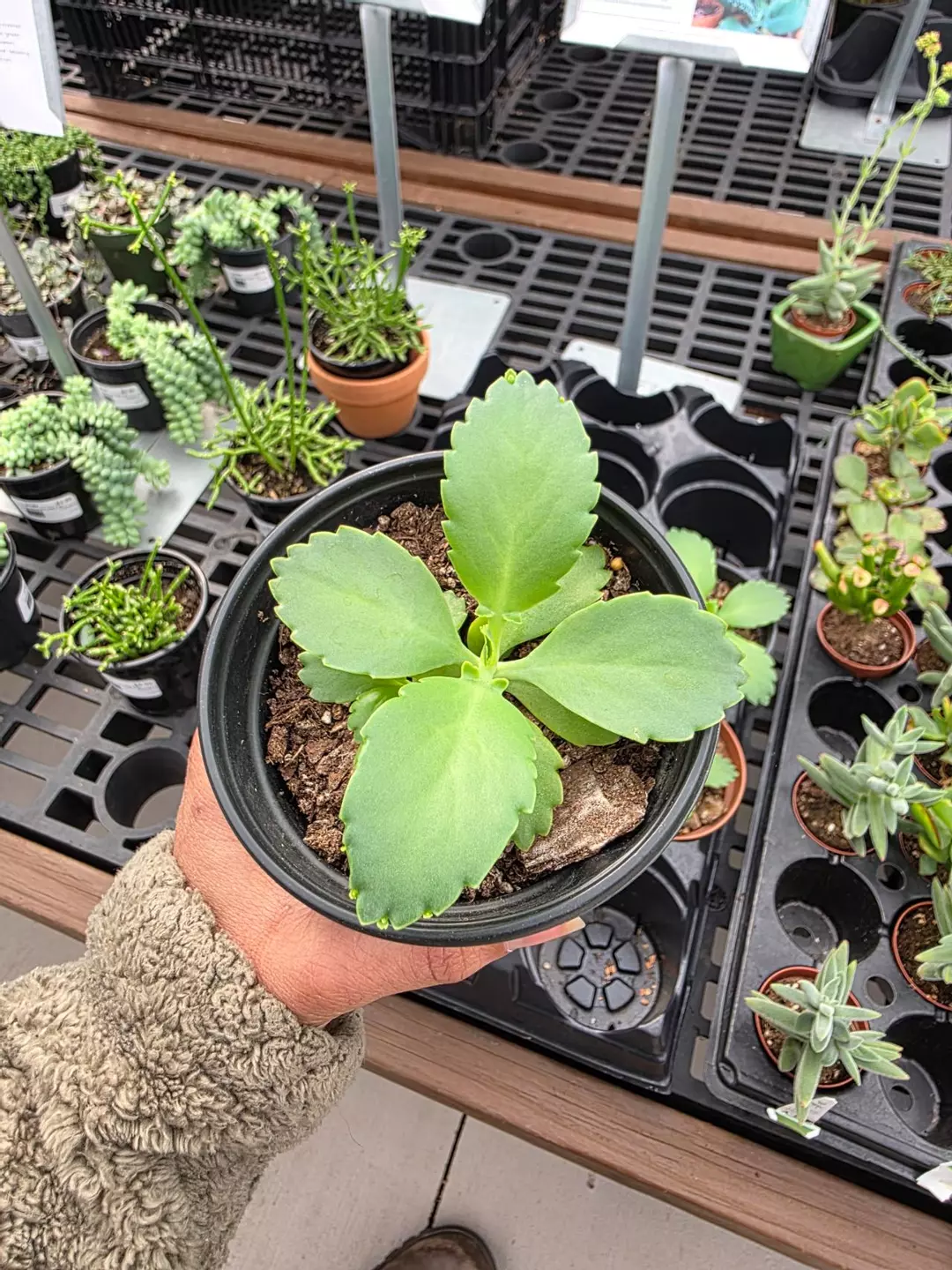 Mother of Thousands Kalanchoe daigremontiana 4in thumbnail
