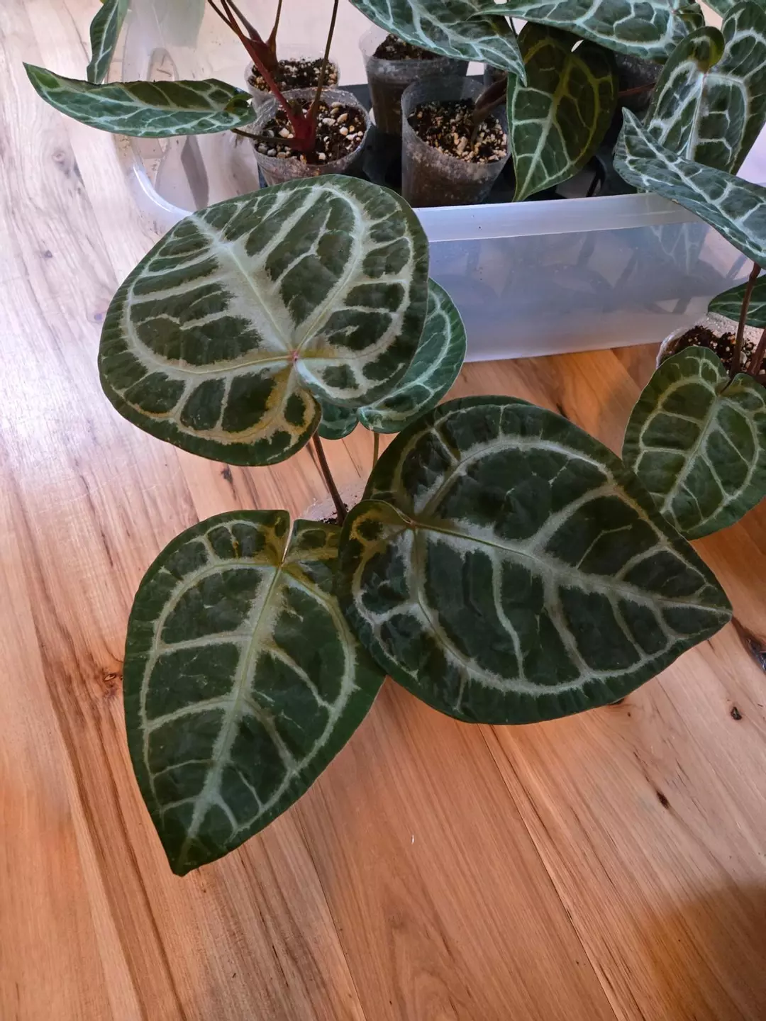 SKG Silver x Red Crystallinum thumbnail