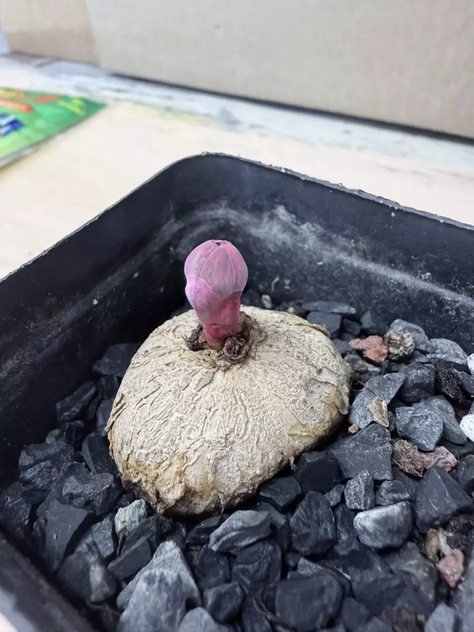 Euphorbia Fischeriana thumbnail