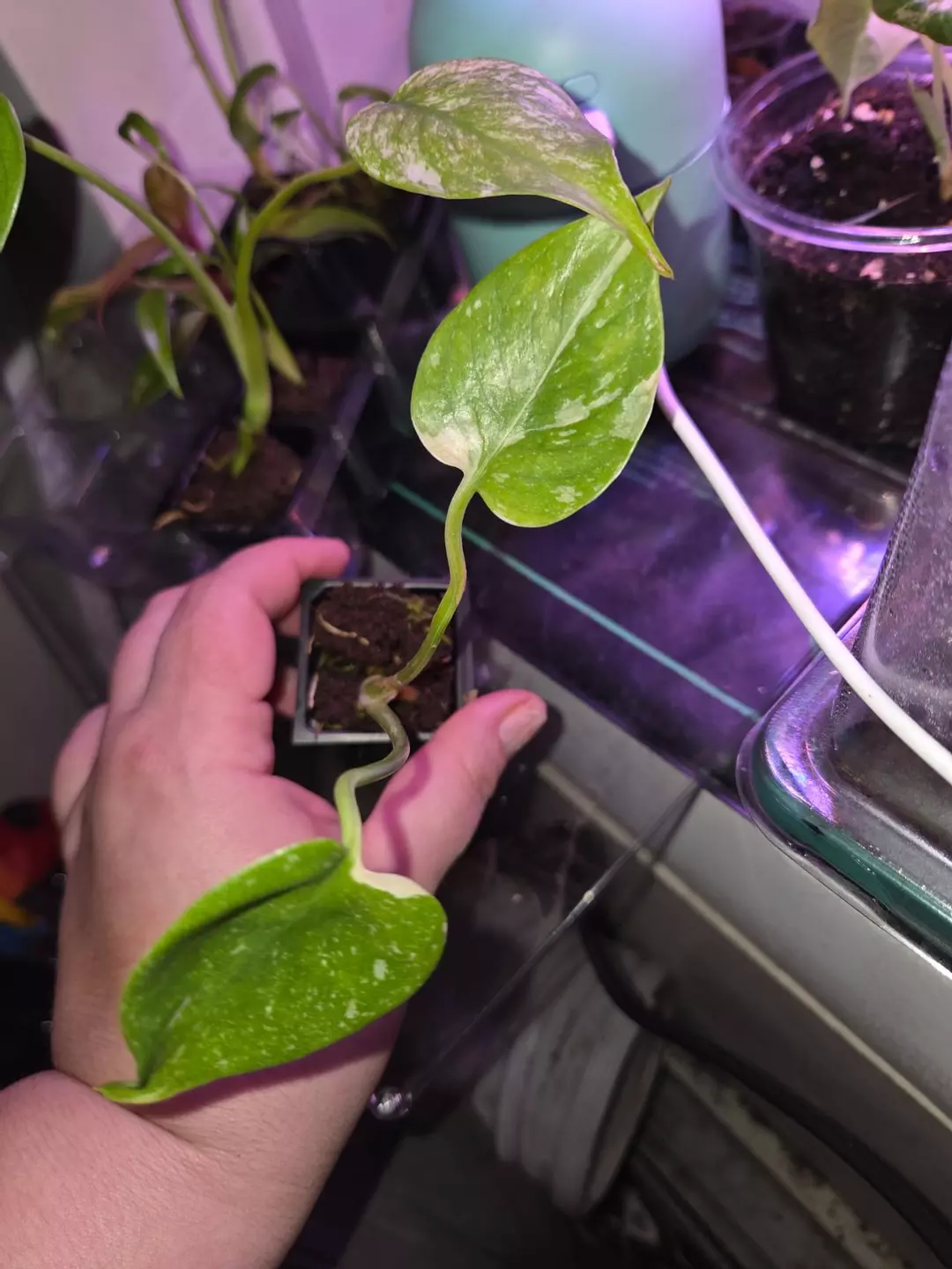 Thai con plugs sellers choice thumbnail